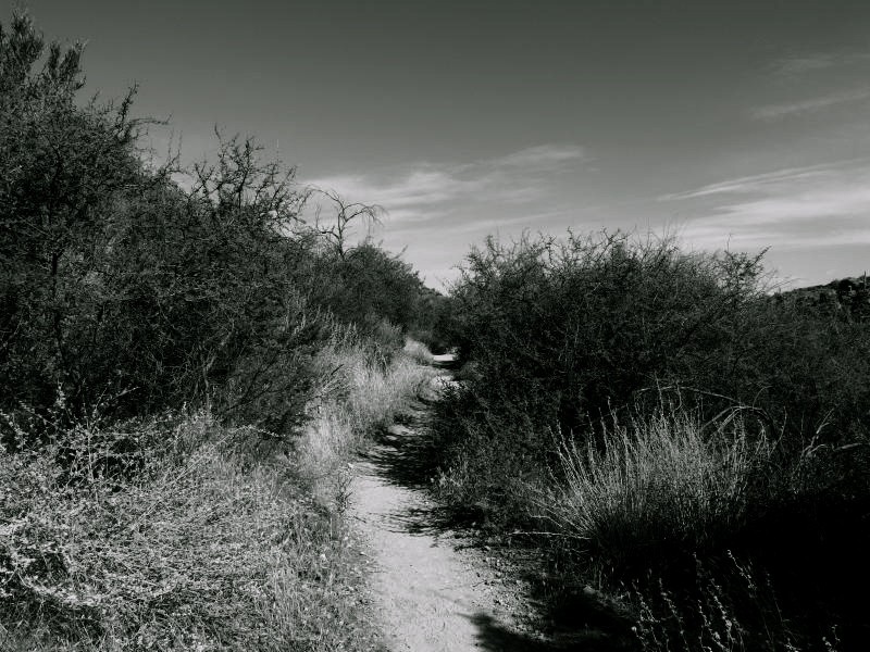 Narrow trail between brush